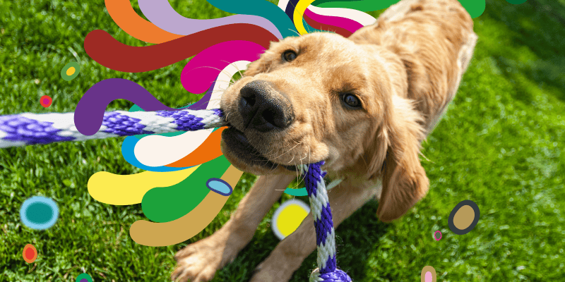 Dog playing with toy rope